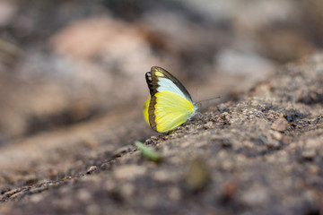 yellow butterfly