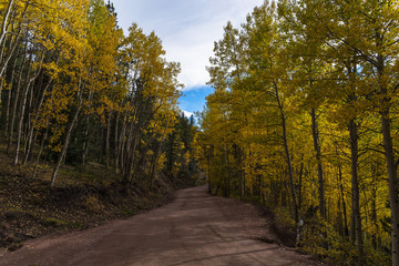 Obraz premium Aspen Lined Mountain Road