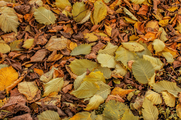 Colorful and bright background made of fallen autumn leaves