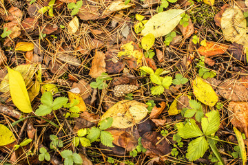 lump lies on the ground covered with autumn fallen leaves in an autumn forest