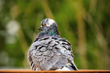 homing pigeon bird bathing in water bowl