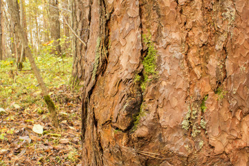 close-up image of a pine in the forest on a blurred background of the earth covered with fallen autumn leaves. tuxture.