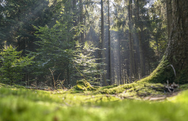 sunny forest scenery