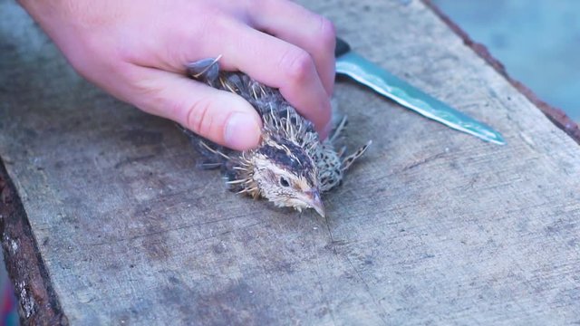 The bird is cut off the head. The concept of the death penalty.