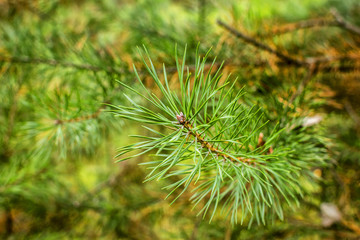 the tip of a young spruce branch on a forest background