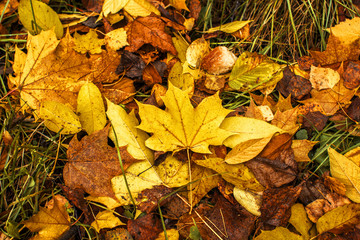 Colorful and bright background made of fallen autumn leaves
