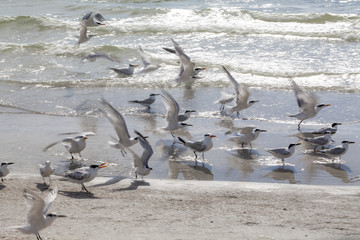 Gulls