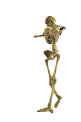 human skeleton isolated on white background.