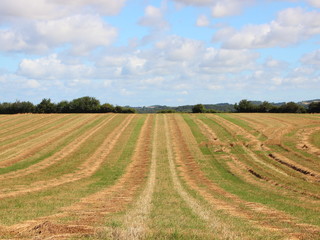 Fototapeta na wymiar Harvest Hay Field with Blue Sky and Clouds