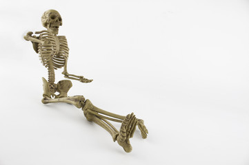 human skeleton isolated on white background