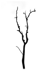 Dead tree silhouette isolated on white background
