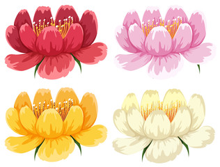 Fototapeta na wymiar Four colors of the same type of flower