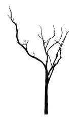 Dead tree silhouette isolated on white background
