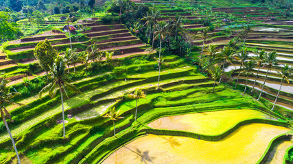 Rice terraces. Bali, indonesia.