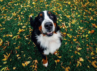 autumn dog