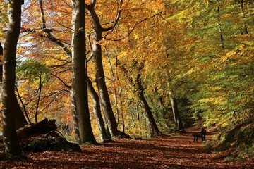 malerische Herbstlandschaft im Wald mit bunt verfärbtem Laub