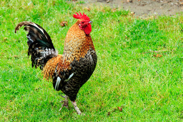 Closeup shot of big adult rooster