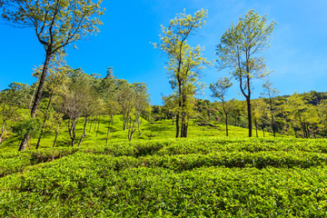 Fototapeta na wymiar Nuwara Eliya tea plantation