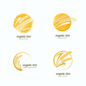 Set of vector logo, label or package circle emblem with yellow rice, wheat, rye grains. Hand drawn design template for asian agriculture, organic cereal products, bread and bakery.