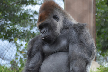 Gorilla