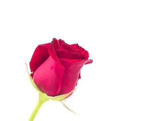 Single beautiful red rose on white background, love concept