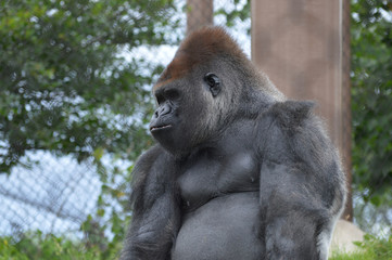 Gorilla