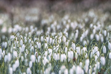 Flowers in springtime. Beautiful snowdrop flowers (Galanthus) in close up. 