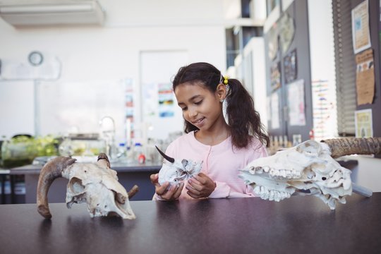 Elementary student holding animal skull by desk - Powered by Adobe
