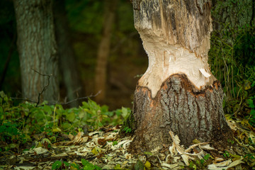 Beavers building a dam in a river in the middle of forest. Macro shot of a large linden tree stump is the woods, chewed by beavers in early autumn. Sawdust and colorful leaves are all around the tree.