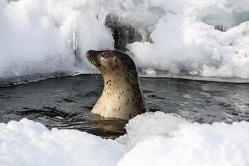 Lovely seal in water on sunny day in winter,Japan.