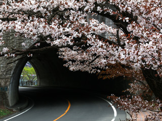 Tunnel with cherry blossom in spring season.