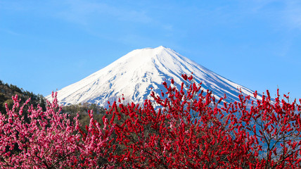 Beautiful view of Mt Fuji with plum blossom in spring season in Japan.