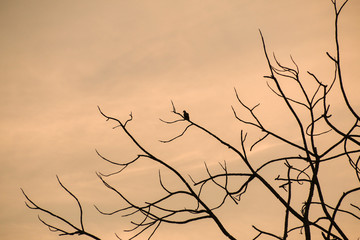 Silhouette of bird sitting on the brances of dried tree  during sunset with orange sky background.