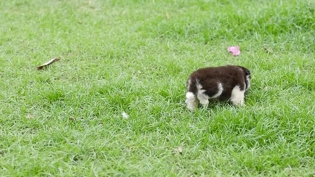Close up Cute siberian husky puppy sitting alone on grass slow motion 