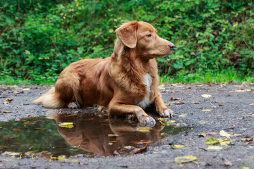 Portrait eines Nova-Scotia-Duck-Tolling-Retrievers