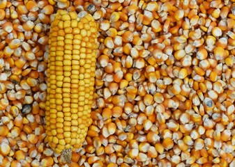corn on many dried corn seed for background