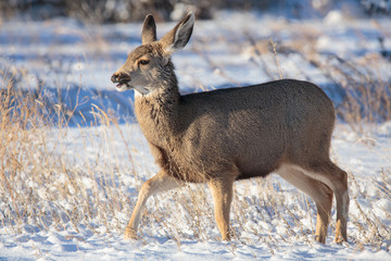 Mule Deer Doe Browsing in the Snow