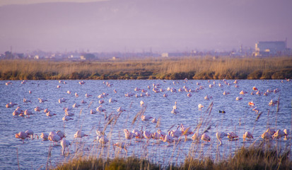 Fototapeta na wymiar flamingos in the Ebro Delta Natural Park, catalonia