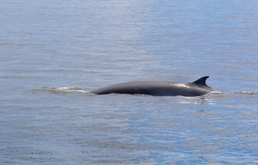 Bryde's whale in the deep blue sea