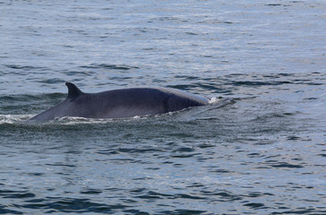 Obraz premium Bryde's whale in the deep blue sea