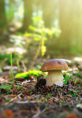 Porcini mushroom in the autumn forest.