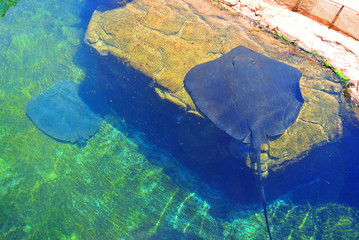 Marine attraction. Electric Stingray. Exposition of the famous Eilat aquarium. Israel