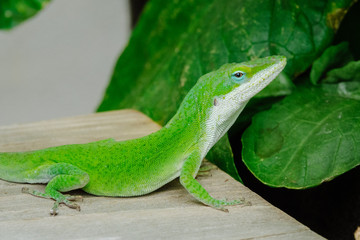 Anole Lizard