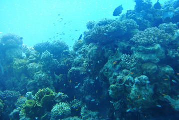 The beauty of the underwater world. Corals of Eilat. Israel