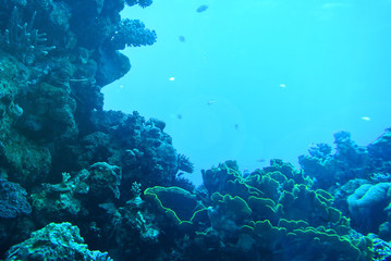 Naklejka na ściany i meble The beauty of the underwater world. Corals of Eilat. Israel