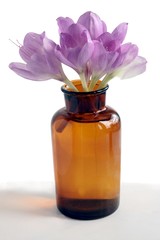 posy of lila colchicum flowers