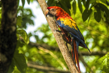 Illustrative image of parrot perched on a tree branch.