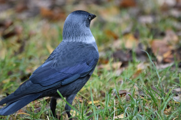 Jackdaw. 