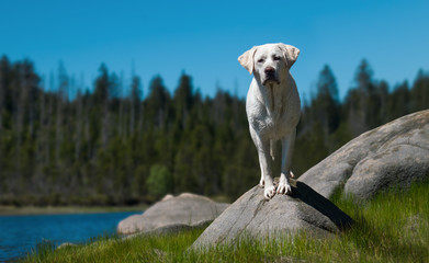 Obraz premium junger labrador retriever hund welpe steht auf einem stein vor einem see mit blauem himmel 