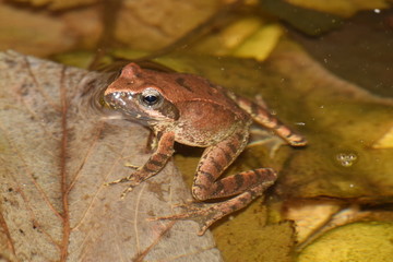 frog rana